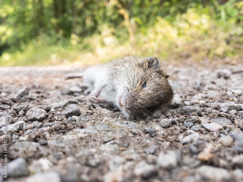 Dead Common vole (Microtus arvalis) animal on road in forest photo