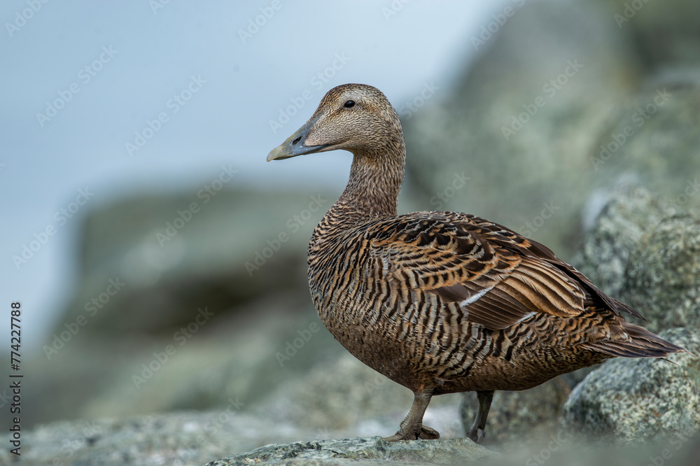 Eider goose (Somateria mollissima) is found along the northern coasts of Europe, Eastern Siberia and North America. This species breeds in the Arctic regions. Female individual. Eider goose (Somateria mollissima) is found along the northern coasts of Europe, Eastern Siberia and North America. This species breeds in the Arctic regions. Female individual.