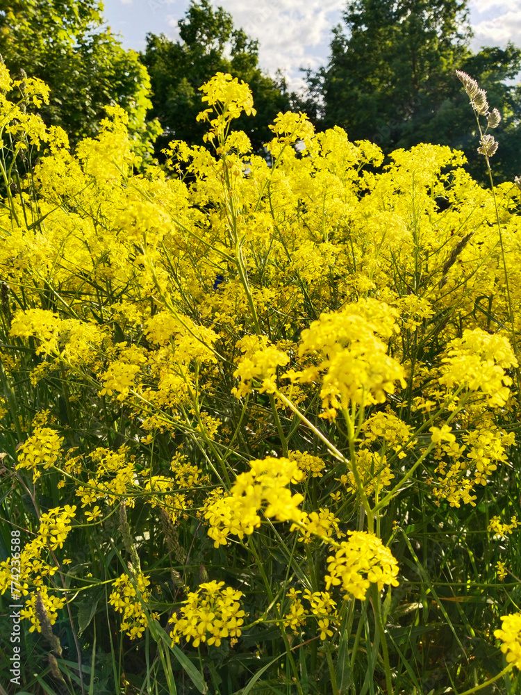 Obraz premium Barbarea vulgaris background. Beautiful yellow color flowers. Vertical view. Bittercress or herb barbara, rocketcress. Brassicaceae family. Summer day. Spring season. Beauty in nature. Healing herbs