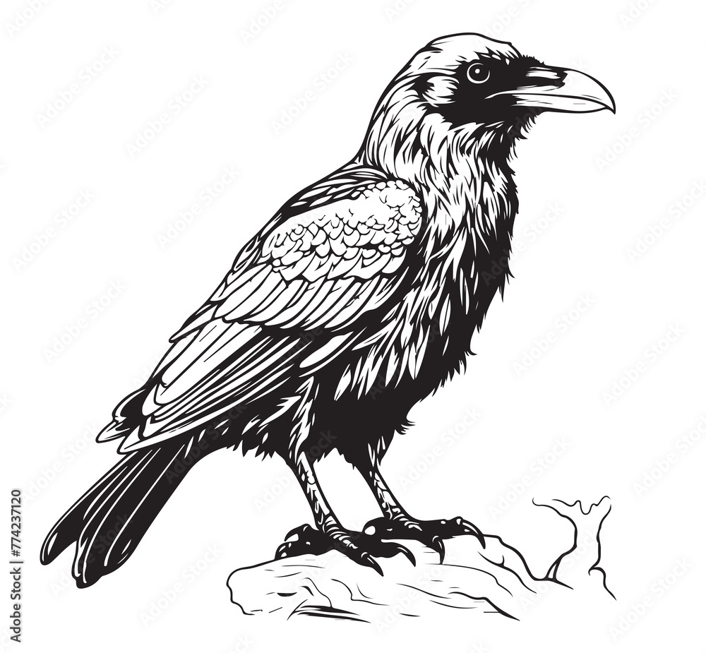 Obraz premium Head of raven. Crow abstract character illustration. Graphic logo designs template for emblem. Image of portrait for company use or tattoo .