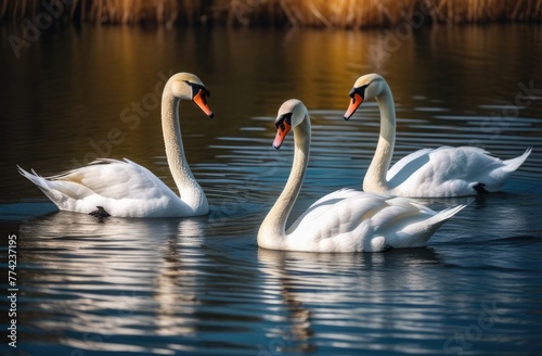 A family of swans swims on the lake