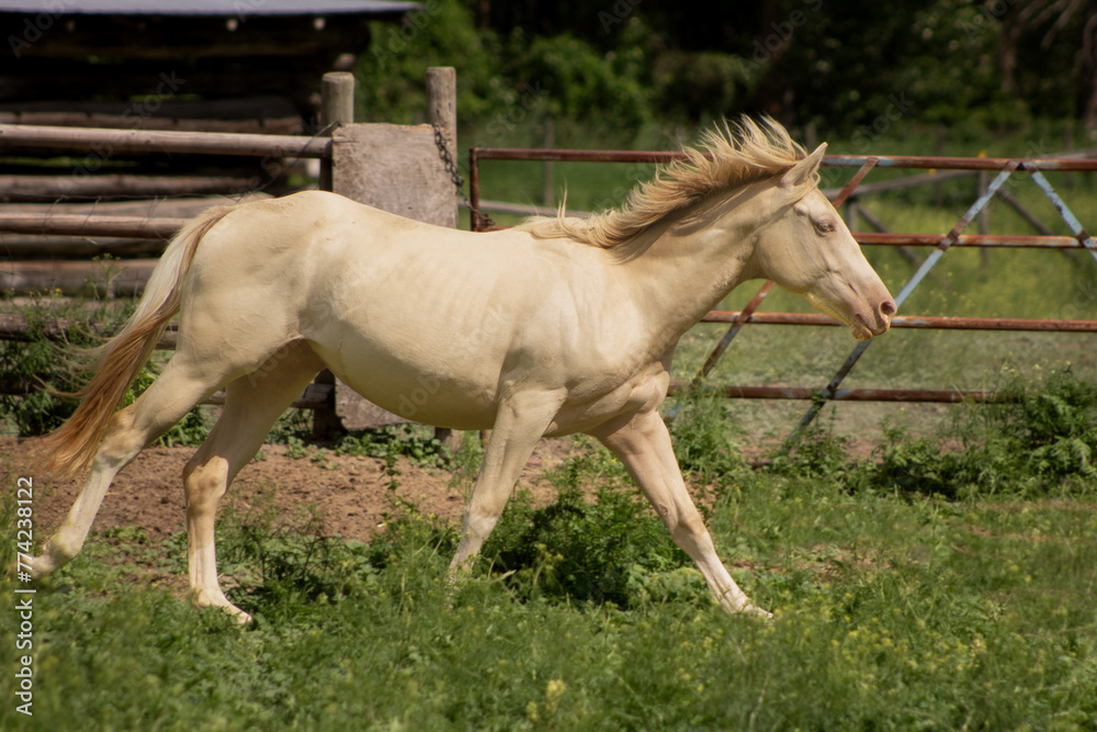 Obraz premium Beautiful Stunning Mystical Rare Smokey Black Pearl Tobiano Coat Colour Pattern Paint Horse Filly Galloping in Field of Green with Space for Text