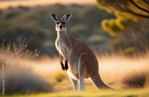 Kangaroo in the wild