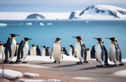 Group of penguins on glaciers