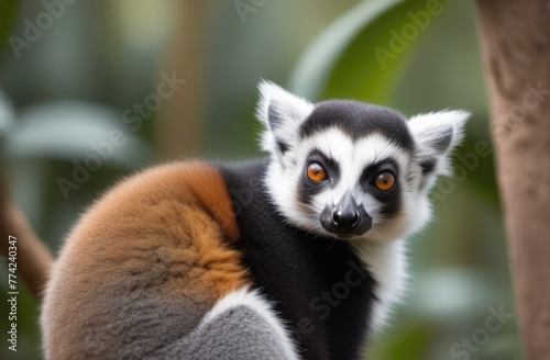 Close-up. Lemur sitting on a tree