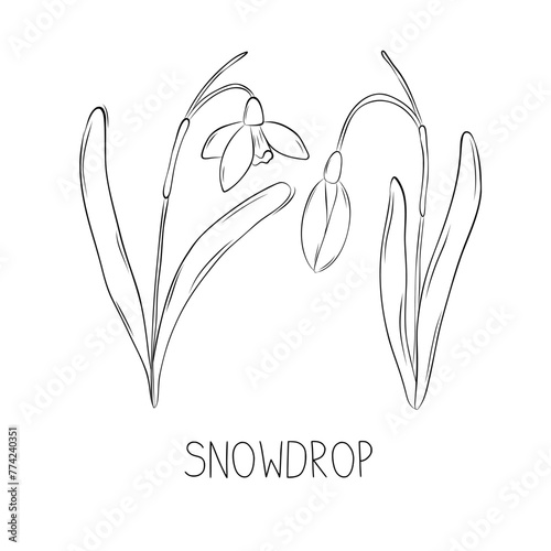 Sketch snowdrop or galanthus spring flower simple vector illustration in doodle style