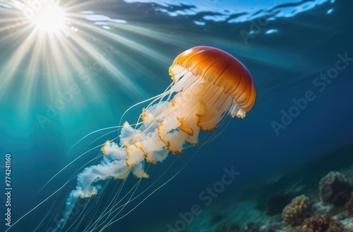 Jellyfish swims in the clear sea in the sun's rays © Krystsina