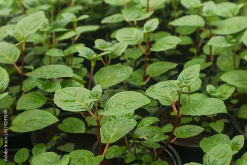 Spring seasonal work in the greenhouse: fucia cuttings in the greenhouse in spring photo