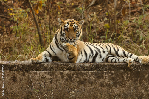 Tiger sitting near water hole on the rock at Tadoba National Park. Bold  Beautiful and Ferocious Tiger giving pose.