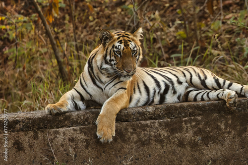 Tiger sitting near water hole on the rock at Tadoba National Park. Bold, Beautiful and Ferocious Tiger giving pose.