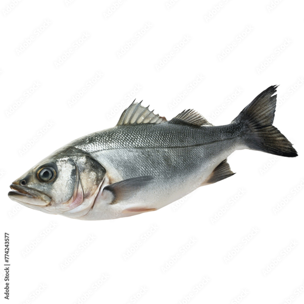 Obraz premium Seabass fish isolated on Transparent background.