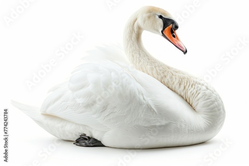 White swan isolated on white background