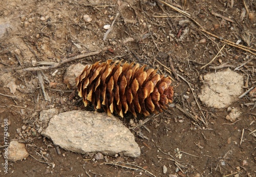 Engelmann Spruce (Picea engelmannii) brown cone on the ground in Beartooth Mountains, Wyoming photo