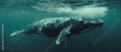  A humpback whale swims beneath the water surface, its head breaking the surface