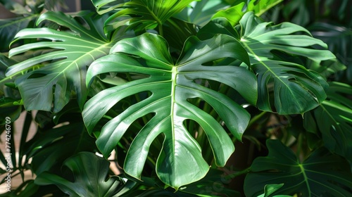 green leaf of tropical forest plant living in nature garden, exotic jungle foliage background, palm floral and monstera, botany flora decoration in environment