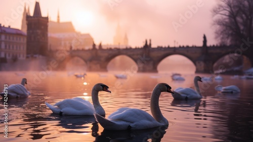 Swan in river with beautiful historical buildings of Prague city in Czech Republic in Europe.
