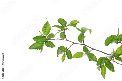 Branch tree elm, leaves isolated on white, clipping