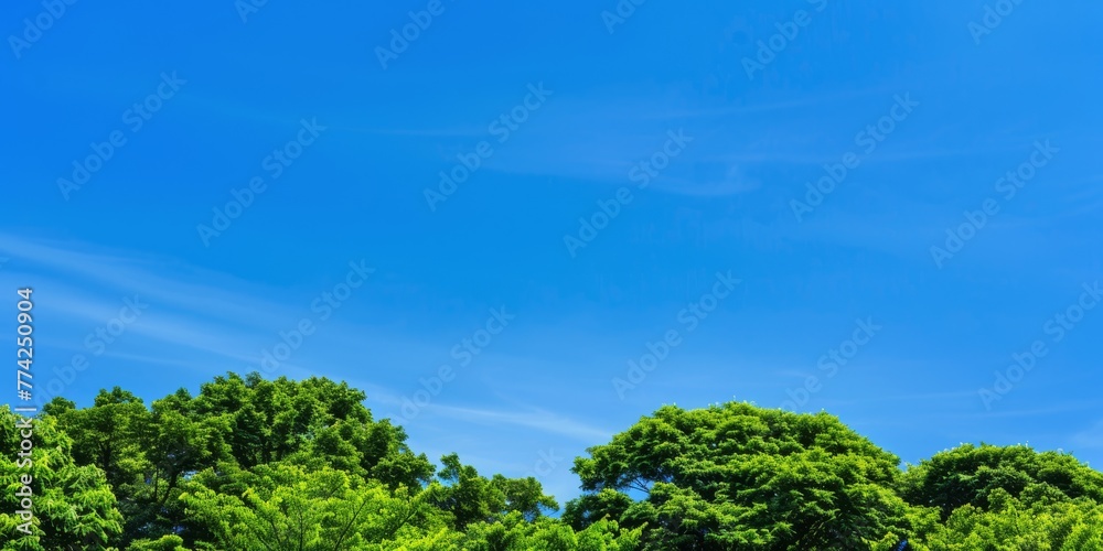 Lush green treetops stretch towards a clear blue sky, punctuated by a single contrail, epitomizing the serene beauty of nature's canopy.