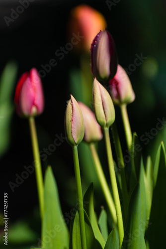 Tulipani in fioritura