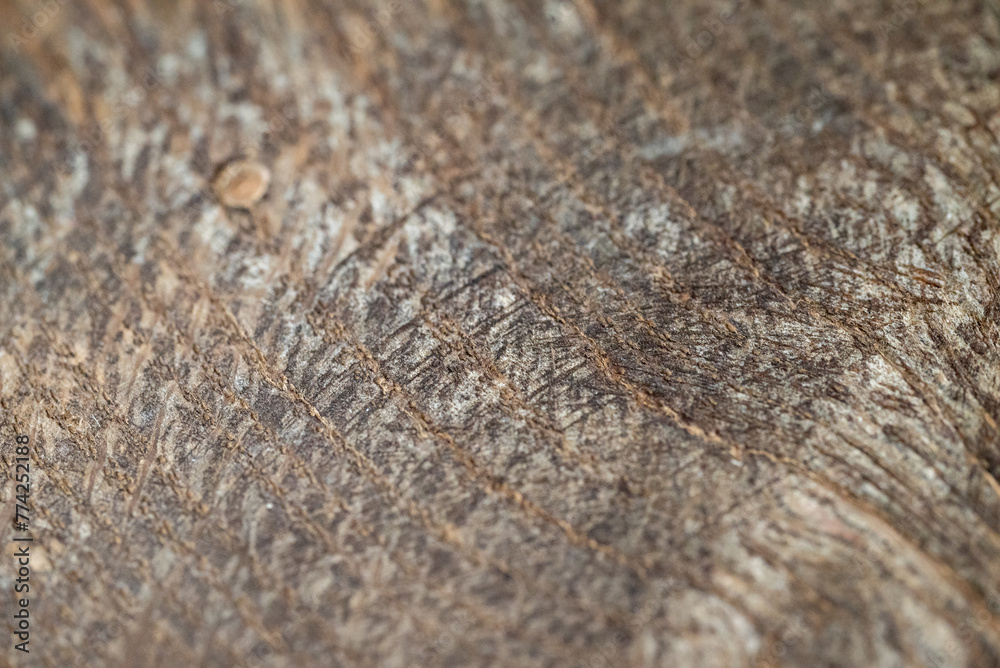 Closeup of a piece of fossilized wood. Closeup of a piece of fossilized wood.