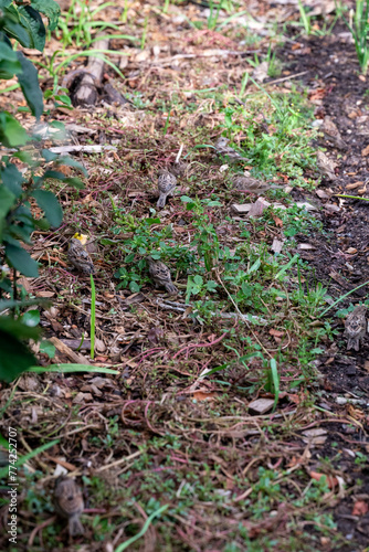 Closeup of a grassy garden path.