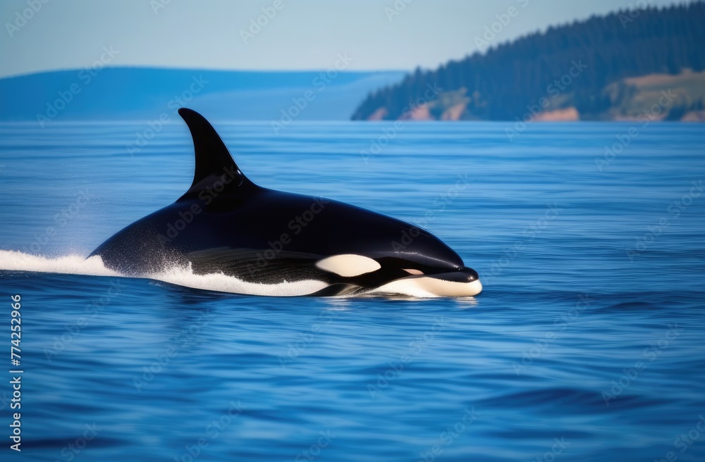 Fototapeta premium A large killer whale emerged from the sea near the island. Animals in the wild