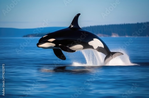 A large killer whale jumps over the sea near the island. Animals in the wild © Krystsina