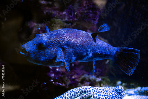 Pufferfish in Its Natural Marine Habitat