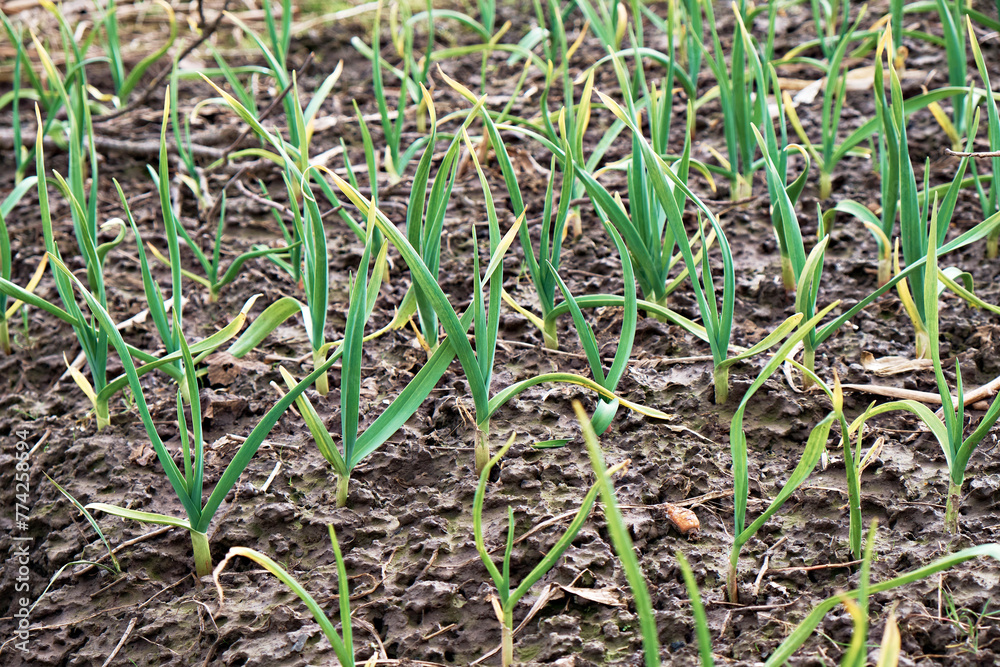 Young shoots of garlic in a field on a sunny spring day. Selective focus Young shoots of garlic in a field on a sunny spring day. Selective focus