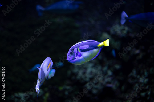 Fototapeta Naklejka Na Ścianę i Meble -  Blue Tang (Paracanthurus hepatus) in Coral Reef Ecosystem