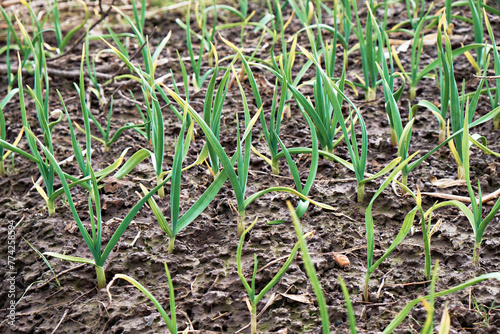 Young shoots of garlic in a field on a sunny spring day. Selective focus