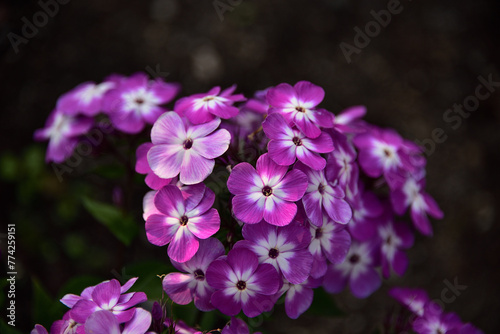 Colorful pretty petunias. Petunias are versatile bloomers  available in a large variety of forms and colors.