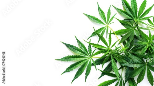 Cannabis plant leaves isolated on white background. Medicine or cosmetology theme background