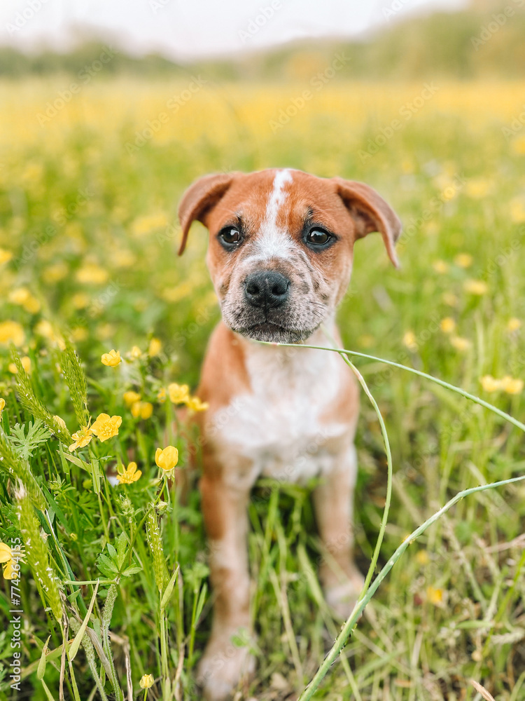puppy in wildflowers 