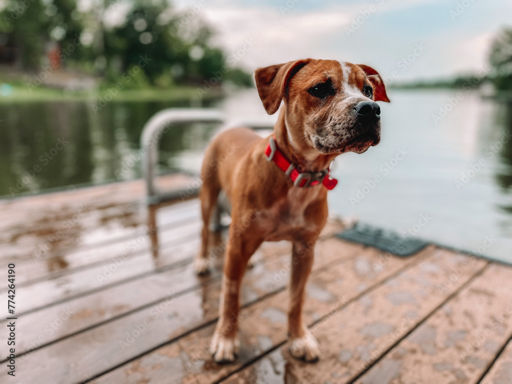 pup on dock