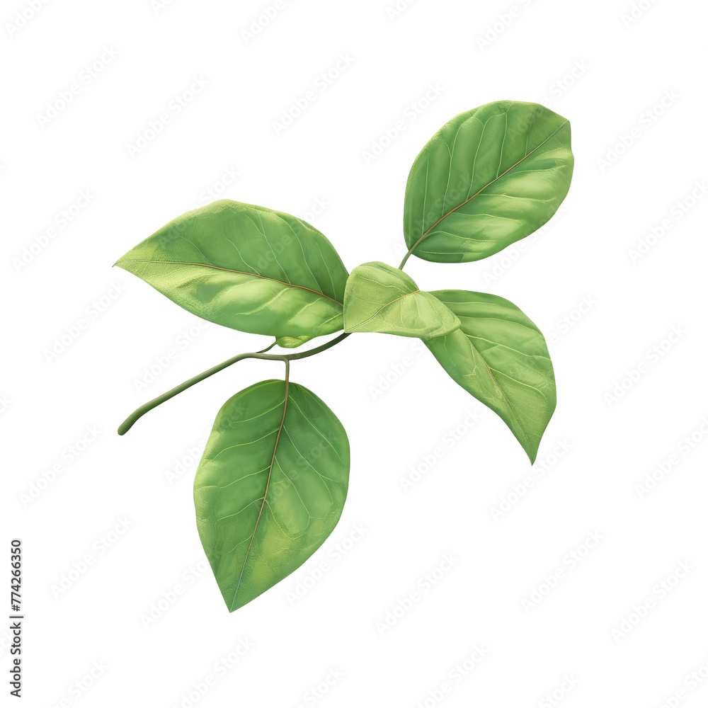 Green plant with leaves on a Transparent Background Green plant with leaves on a Transparent Background