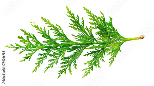 thuja branch isolated on transparent background