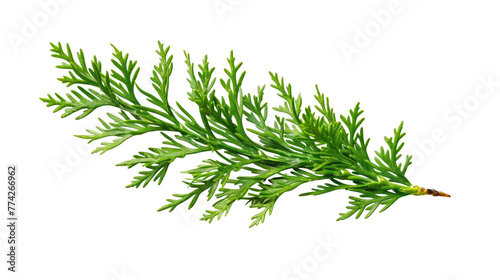 thuja branch isolated on transparent background