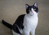 Portrait of an adorable black and white cat with yellow eyes sitting and looking at the camera at an animal shelter