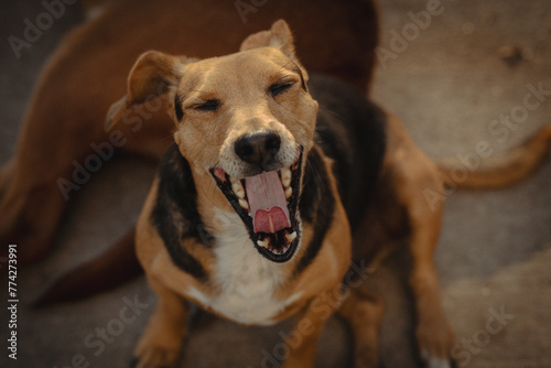 Portrait of dog