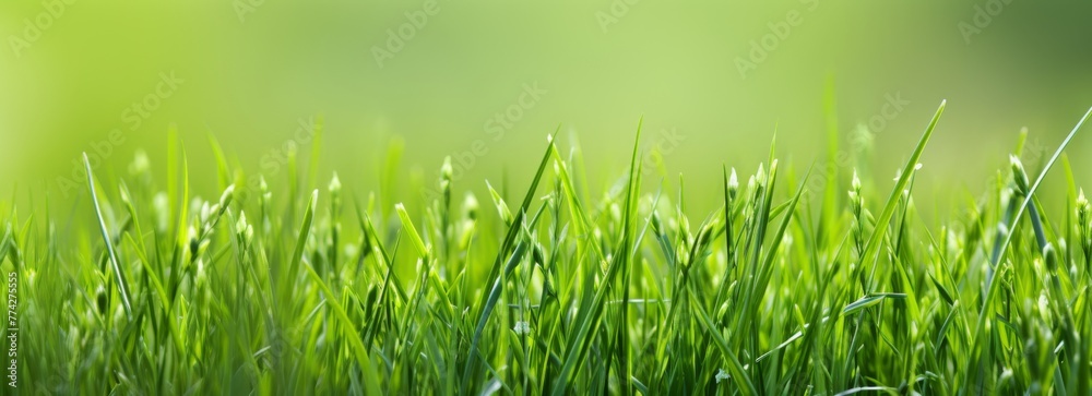Fresh green grass background in sunny summer day in park Fresh green grass background in sunny summer day in park