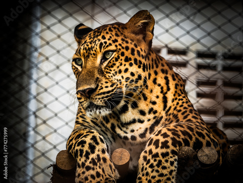 graceful leopard lies in a cage in the zoo. close up.