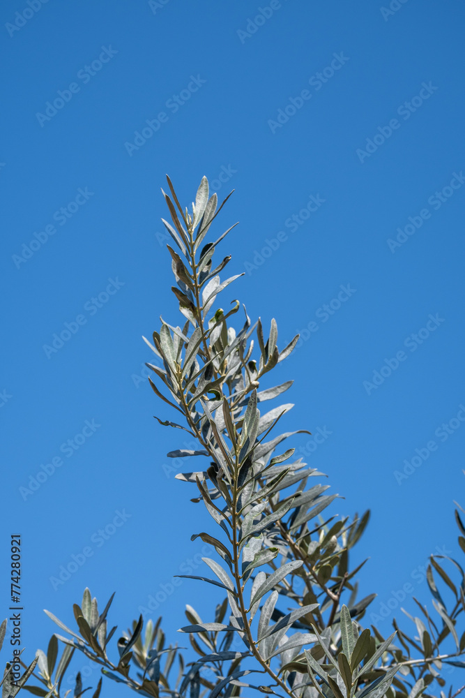 olive tree branch and leaves. blue sky background. olive tree branch and leaves. blue sky background.