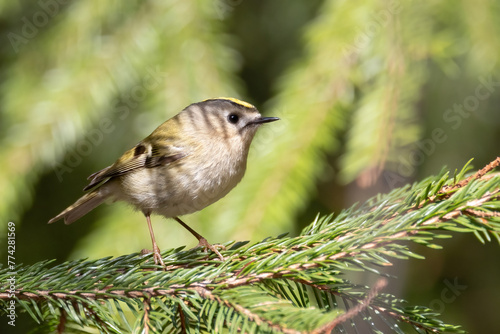 Goldcrest is europe's smallest bird photo