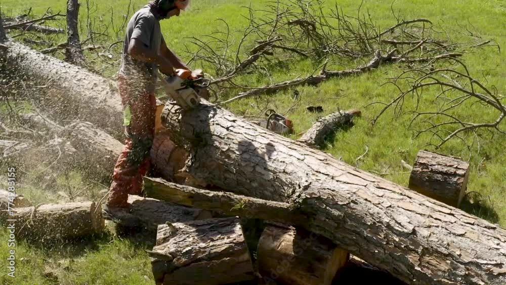Professional worker cutting trees with chainsaw Professional worker cutting trees with chainsaw
