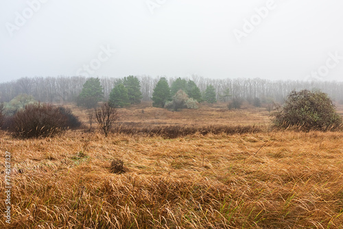 Meadow with grass and forest on a hill on a foggy autumn day. Non-urban landscape of the forest steppe natural zone