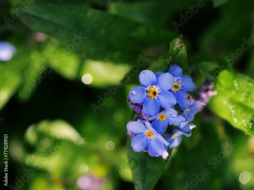 Forget me not flowers in full bloom on green foliage background