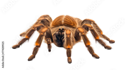 A spider, intricate and delicate, crawls on a pristine white background