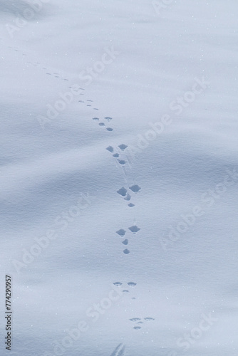 fresh tracks from a mountain hare, lepus timidus, in the snow on the mountains