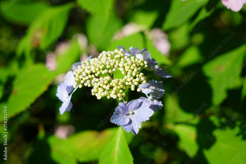 梅宮大社神苑に咲く紫陽花の花